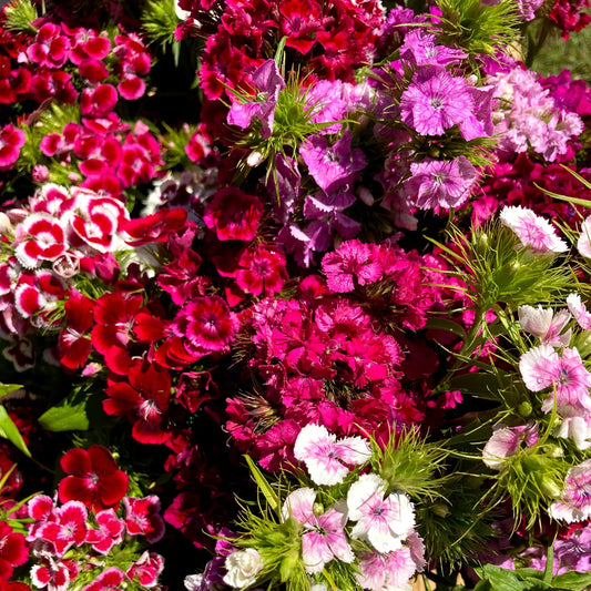 Sweet William Grand Mixed Edible Flower Seeds