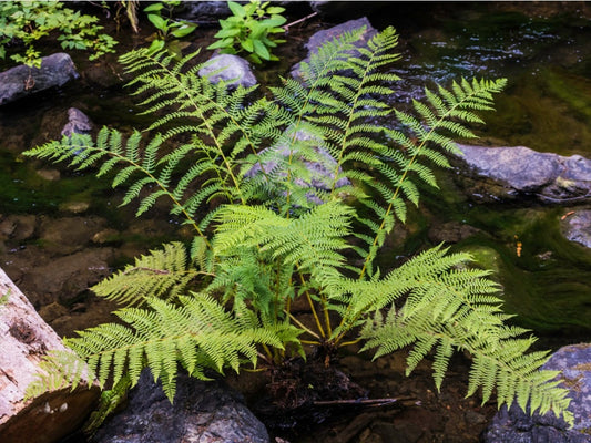 Lady Hardy Fern Herb Seeds