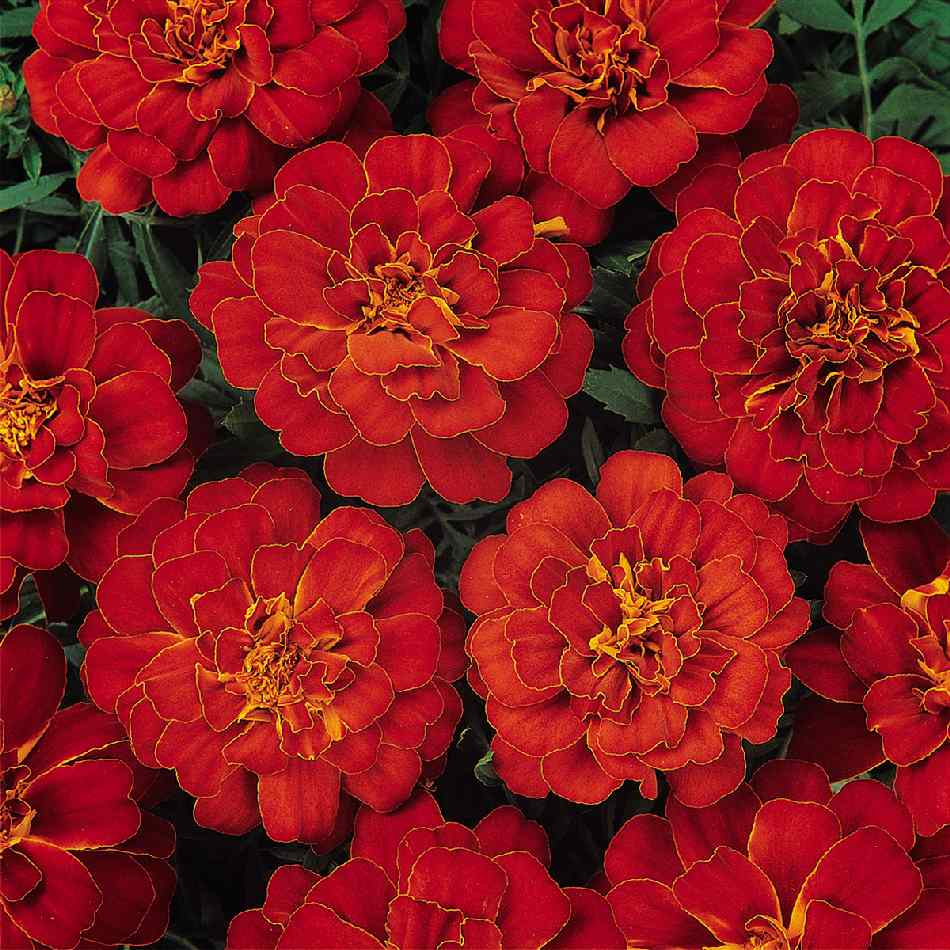 Marigold Nana Patula Red Flower Seeds