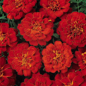 Marigold Nana Patula Red Flower Seeds
