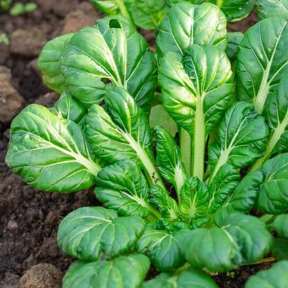 Tatsoi Green Herb Seeds