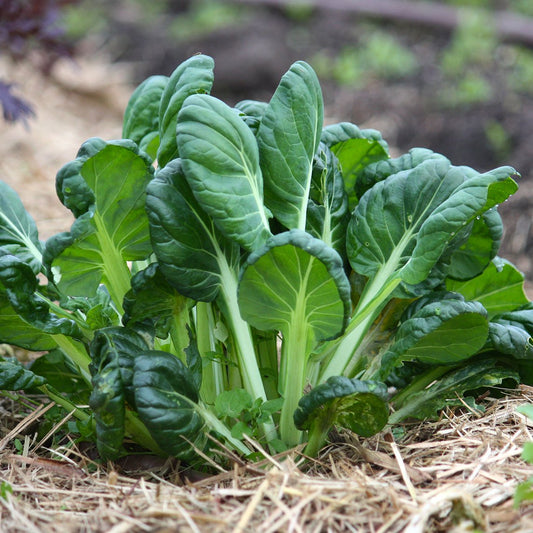 Tatsoi Green Herb Seeds