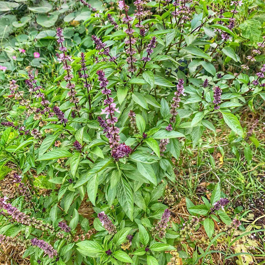 Thai Basil Herb Seeds