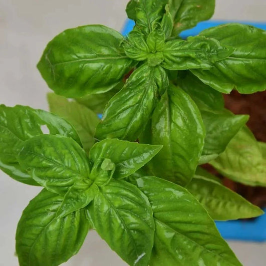 Basil Bon'Classic Herb Seeds