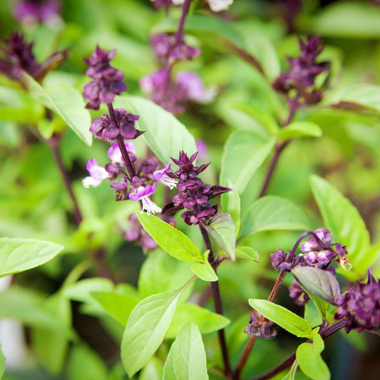 Basil Sweet Scented Herb Seeds
