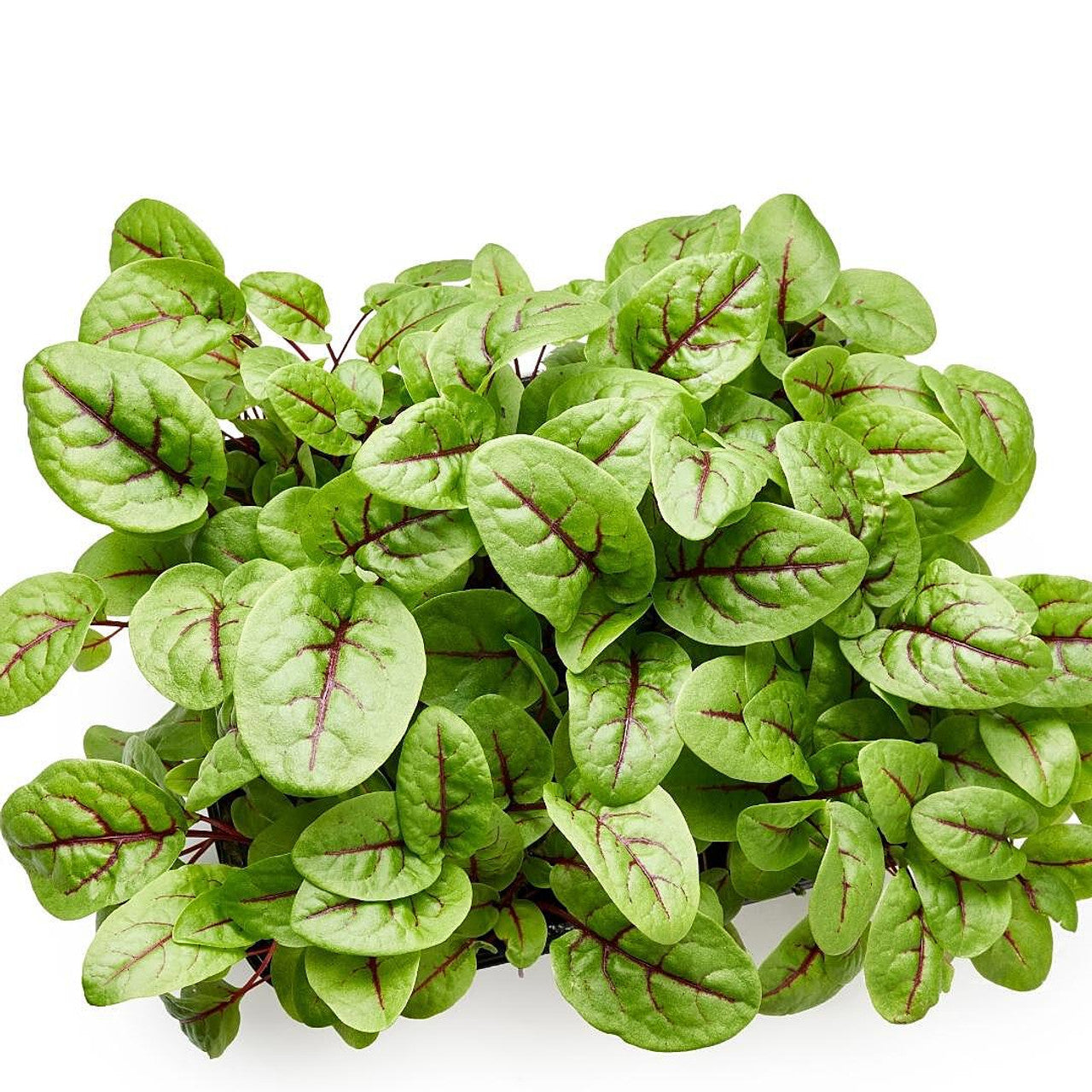 Sorrel Green Leaf Microgreens Seeds