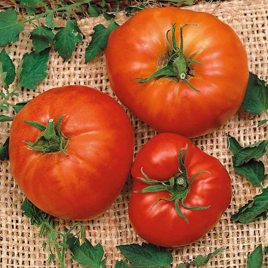 Tomato Heirloom Marglobe Vegetable Seeds