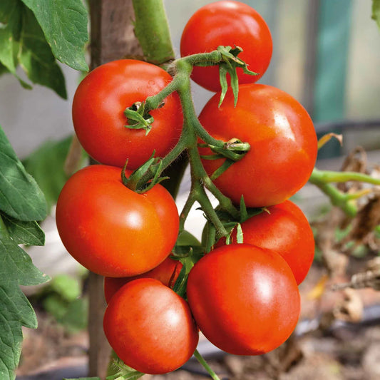Tomato Heirloom Moneymaker Vegetable Seeds