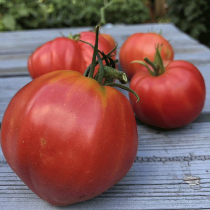 Tomato Heirloom Oxheart Vegetable Seeds