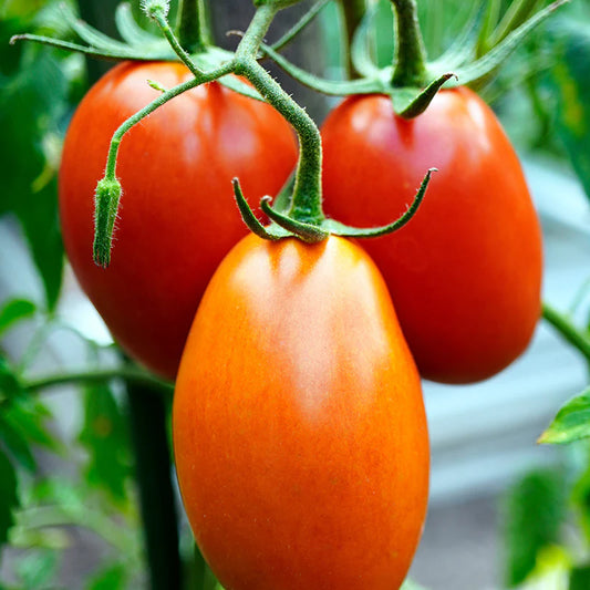 Tomato Ashiyana 4 Hybrid Vegetable Seeds
