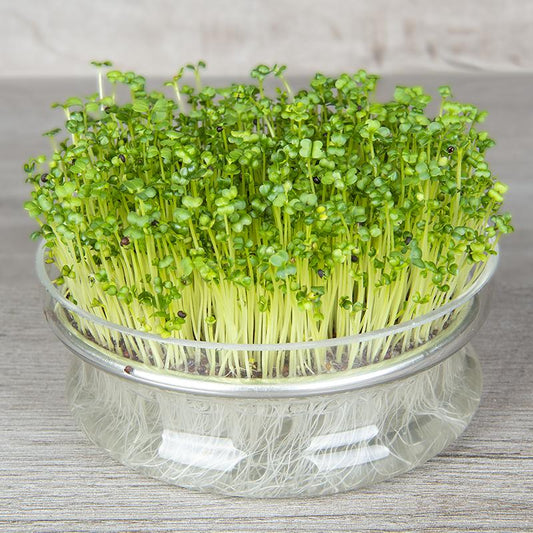 Turnip & Misticanza (Mixed Combo) Microgreens Seeds