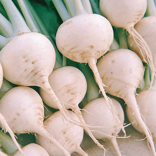 Turnip White Special Num 1 Vegetable Seeds