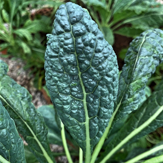 Fresh Tuscan Kale Leaves - Organic, Nutrient-Rich, and Delicious Exotic Vegetable Seeds