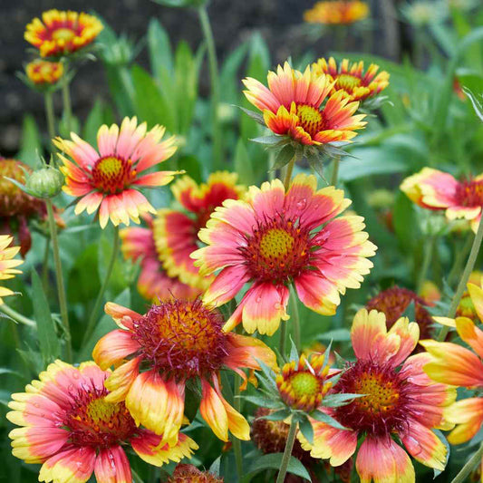 Gaillardia Finest Mixed Summer Flower Seeds