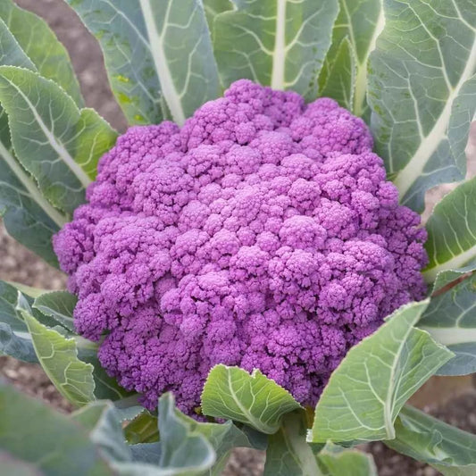 Purple Cauliflower – Vibrant and Nutritious Exotic Vegetable Seeds