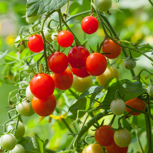 Texas Wild Cherry Tomato – Sweet & Vibrant Heirloom Variety  Exotic Vegetable Seeds