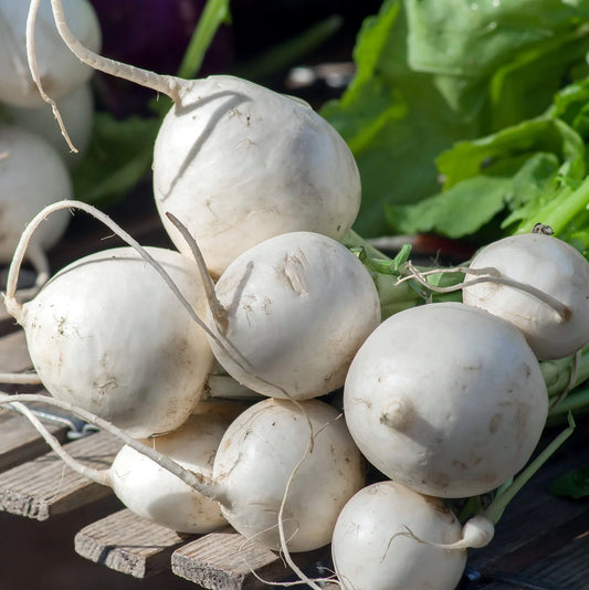 Turnip White Special Num 1 Vegetable Seeds