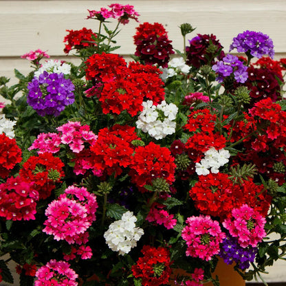 Verbena Quartz Mixed Winter Flower Seeds