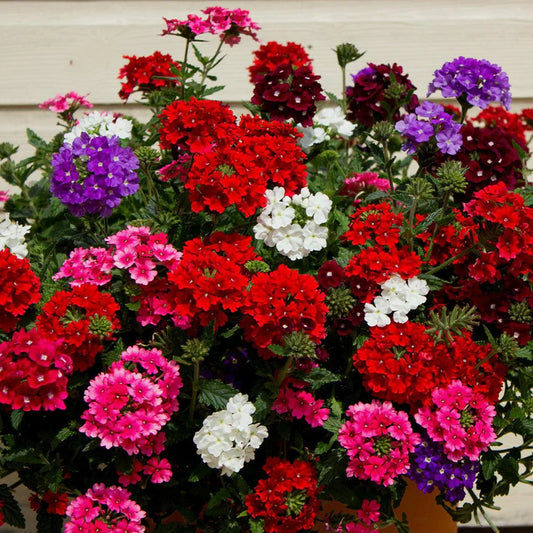 Verbena Quartz Mixed Winter Flower Seeds