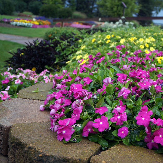 Vinca F1 Nana Pink Summer Flower Seeds