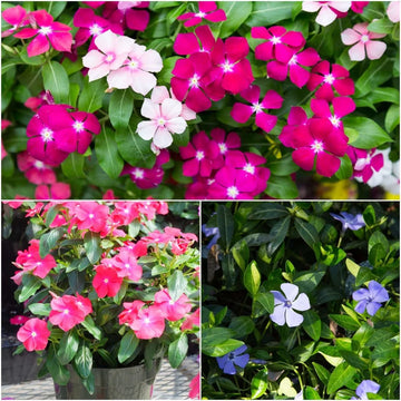 Vinca F1 Trailing Mixed Summer Flower Seeds