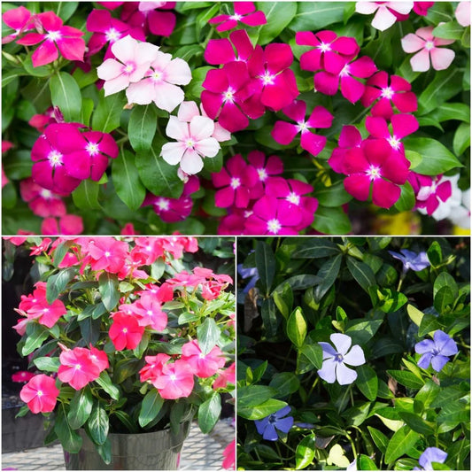 Vinca F1 Trailing Mixed Summer Flower Seeds