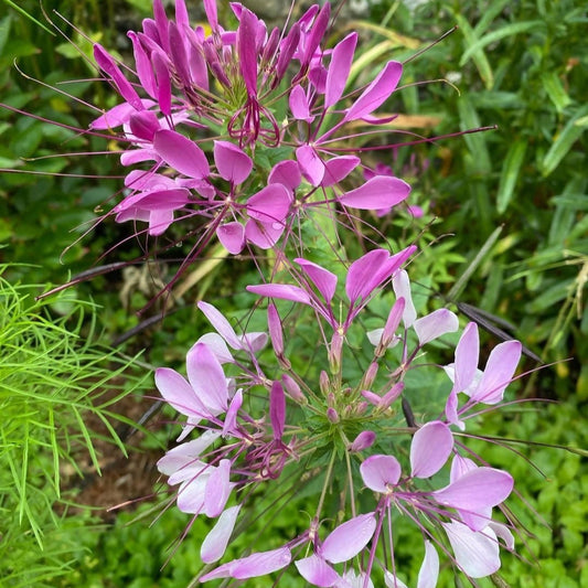 Cleome Spinosa Mixed Flower Seeds