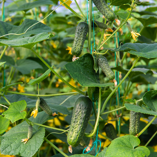 Gherkins Pickling Cucumbers – Fresh, Crunchy, and Perfect for Pickling
