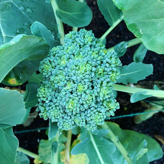 Waltham 29 Broccoli Microgreens Seeds