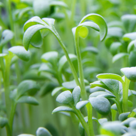 Water Cress Imported Microgreens Seeds