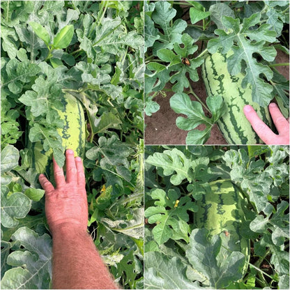 Watermelon Seeds