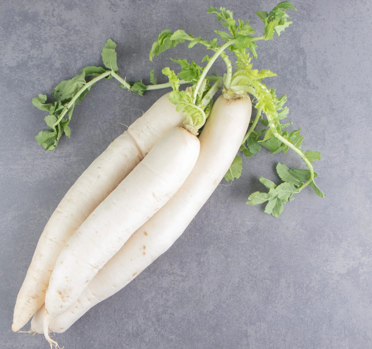 Radish All Season Vegetable Seeds