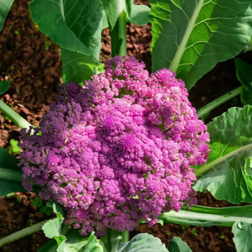 Purple Cauliflower – Vibrant and Nutritious Exotic Vegetable Seeds