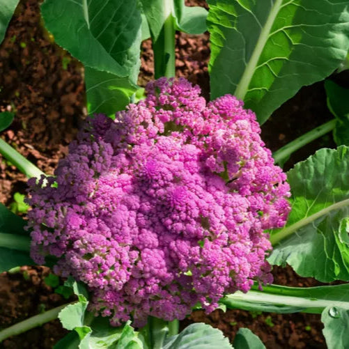 Purple Cauliflower – Vibrant and Nutritious Exotic Vegetable Seeds