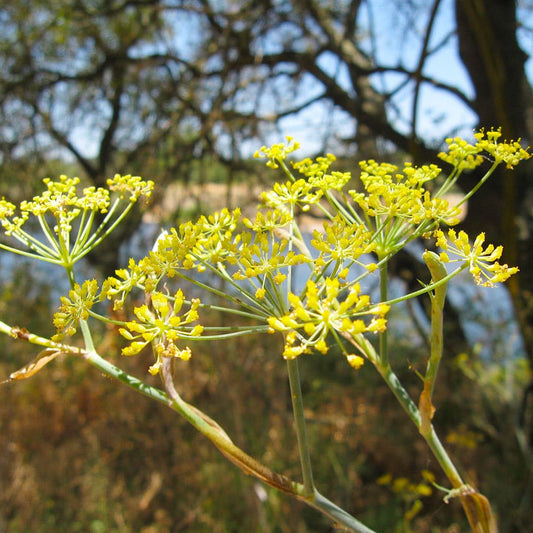 Fennel Wild Flower Type Herb Seeds