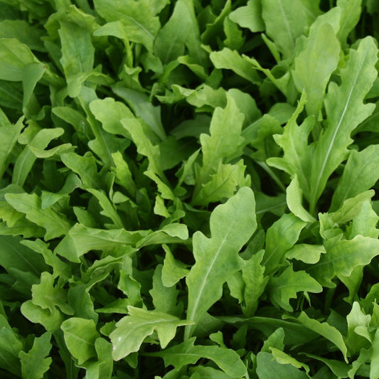 Rocket (Arugula) Leaves / Wild Herb Seeds