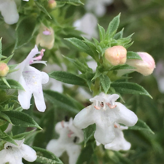 Premium Savory Winter Herb Seeds