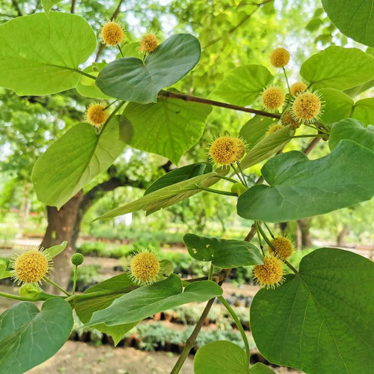 Adina Cordifolia Herb Seeds