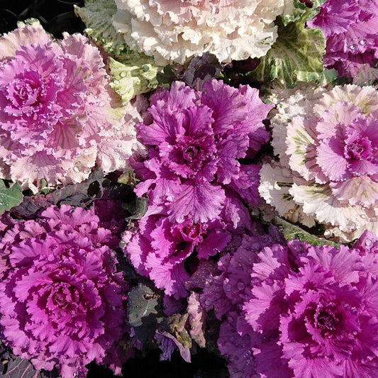 Ornamental Kale Flower Seeds
