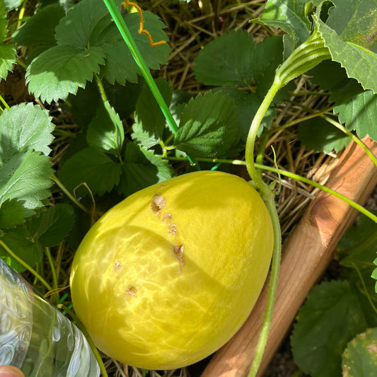 Yellow Canary Melon - Sweet & Refreshing Tropical Delight Exotic Vegetable Seeds