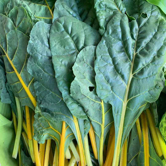 Swiss Chard Green Leaves Vegetable Seeds