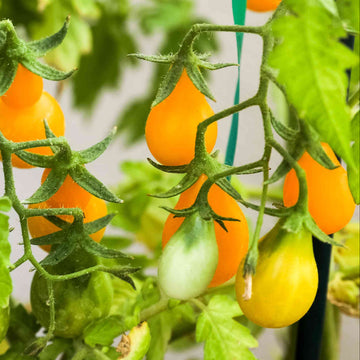 Yellow Pear Shaped Tomatoes – Sweet, Juicy, and Perfect for Your Garden Exotic Vegetable Seeds