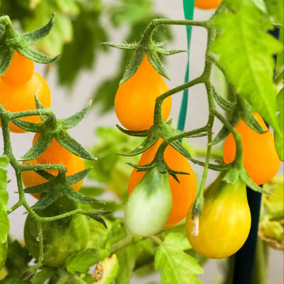 Yellow Pear Shaped Tomatoes – Sweet, Juicy, and Perfect for Your Garden Exotic Vegetable Seeds