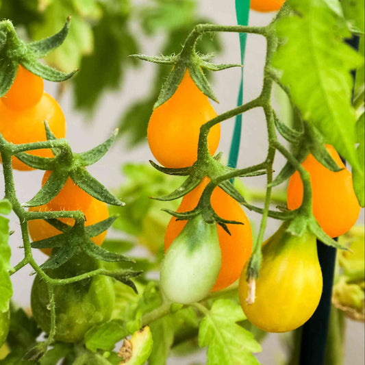 Yellow Pear Shaped Tomatoes – Sweet, Juicy, and Perfect for Your Garden Exotic Vegetable Seeds