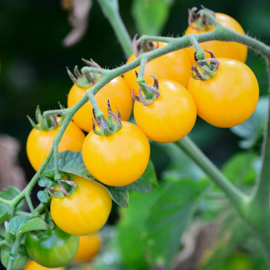 Plum Yellow Tomatoes - Fresh, Sweet, and Juicy Heirloom Variety