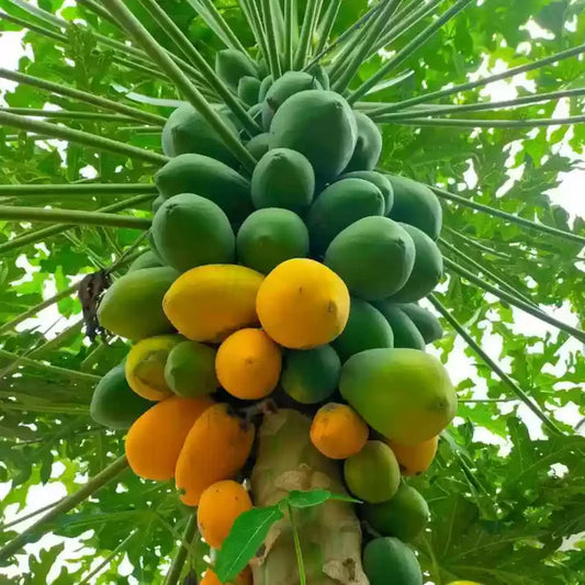 Papaya Seeds for Planting – Tropical Fruit Seeds