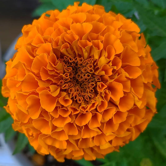 African Marigold Winter Flower Seeds