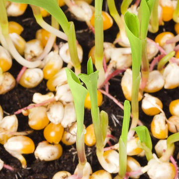 Organic Corn Small Popcorn Shoots Microgreens Seeds