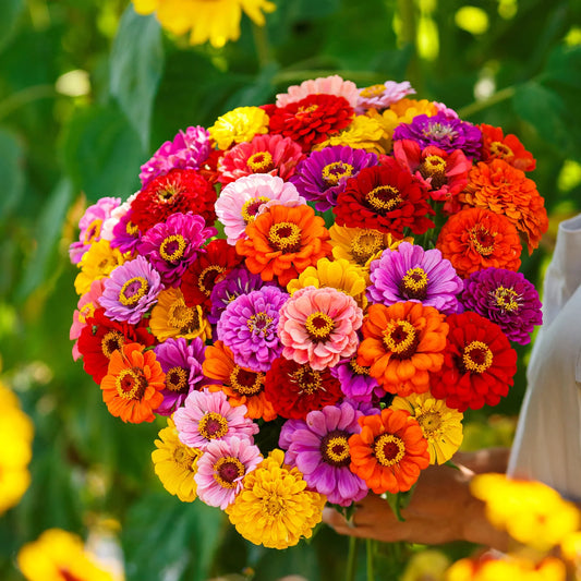 Zinnia Liliput Mixed Summer Flower Seeds