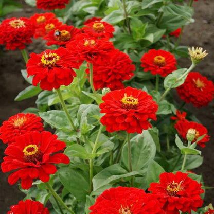 Zinnia F1 Tall Red Summer Flower Seeds